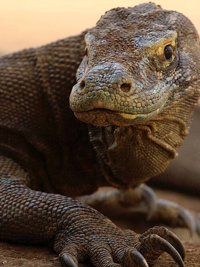 最大的蜥蜴是什么蜥蜴（巨型蜥蜴位于哪里）