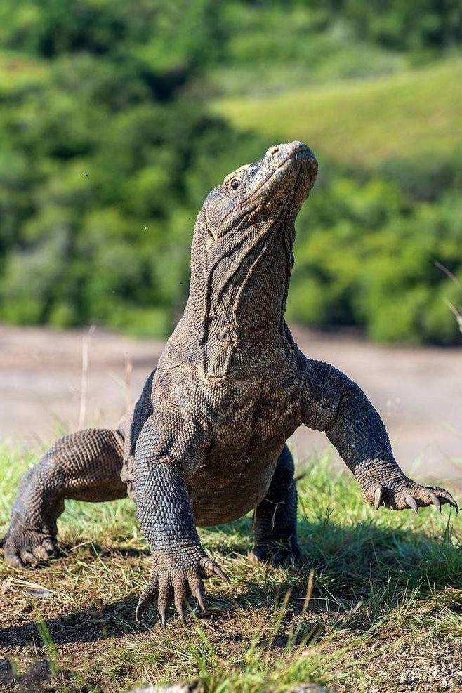 最大的蜥蜴是什么蜥蜴（巨型蜥蜴位于哪里）