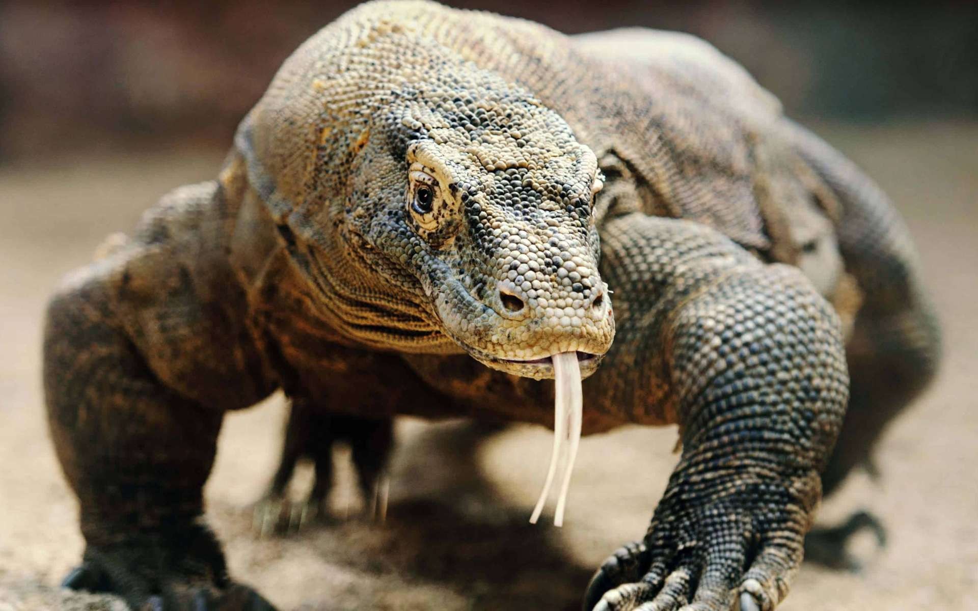 最大的蜥蜴是什么蜥蜴（巨型蜥蜴位于哪里）