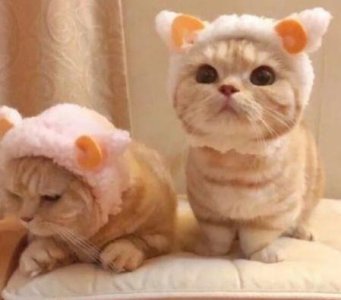 ​端午节祝福顺口溜简短的合集81句