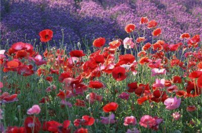 ​2025春节祝福语简短一句话(精选77条)