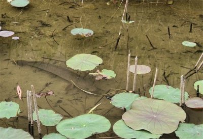 ​线鳢入侵珠海水域，短短一小水沟里十几条，趴水底清晰可见