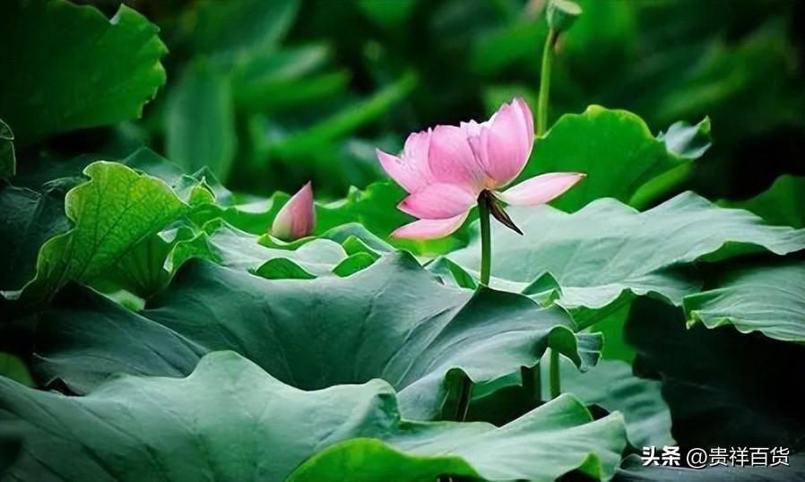 三伏天从什么时候开始至结束(2025年三伏天从什么时候开始)