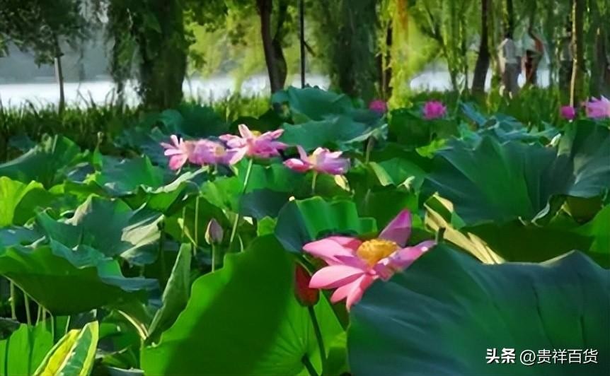 三伏天从什么时候开始至结束(2025年三伏天从什么时候开始)