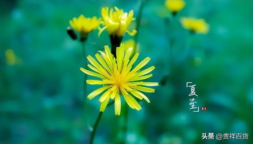 三伏天从什么时候开始至结束(2025年三伏天从什么时候开始)