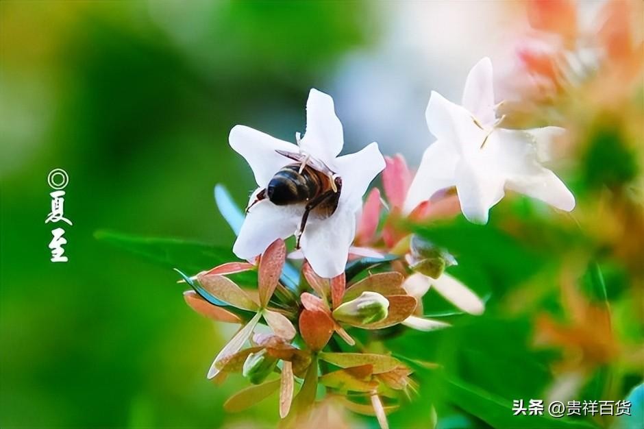 三伏天从什么时候开始至结束(2025年三伏天从什么时候开始)