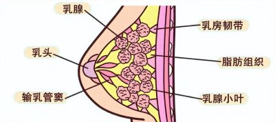 ​性生活时，女生的胸不能随便亲吻？为了伴侣健康，不要轻易触碰！
