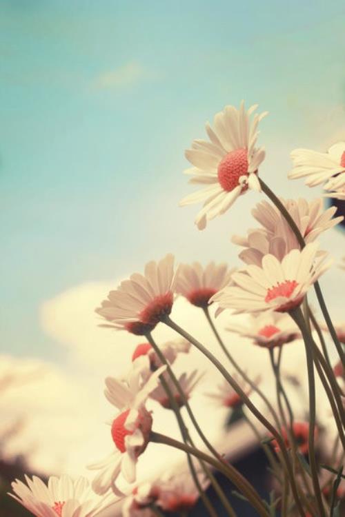 给领导的简短平安夜祝福语8字