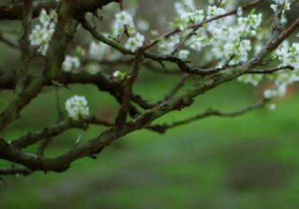写给老师的祝福语