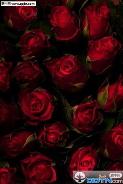 新婚大喜祝福语图片