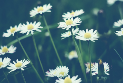 伤感网名女生昵称两个字(优选452个)