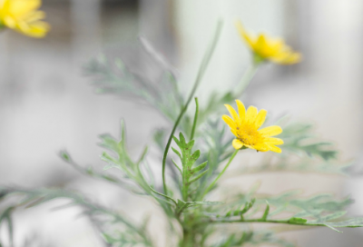 ​牛年四字祝福语