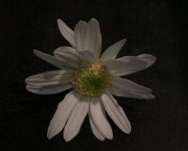 ​微信七夕情人节祝福语简短(精选70条)