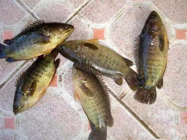 过山鲫是一种什么鱼(过山鲫鱼是什么样的鱼品种)