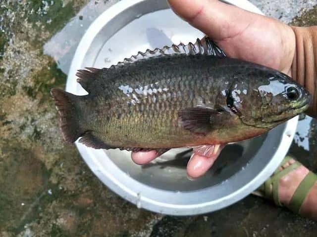 过山鲫是一种什么鱼(过山鲫鱼是什么样的鱼品种)