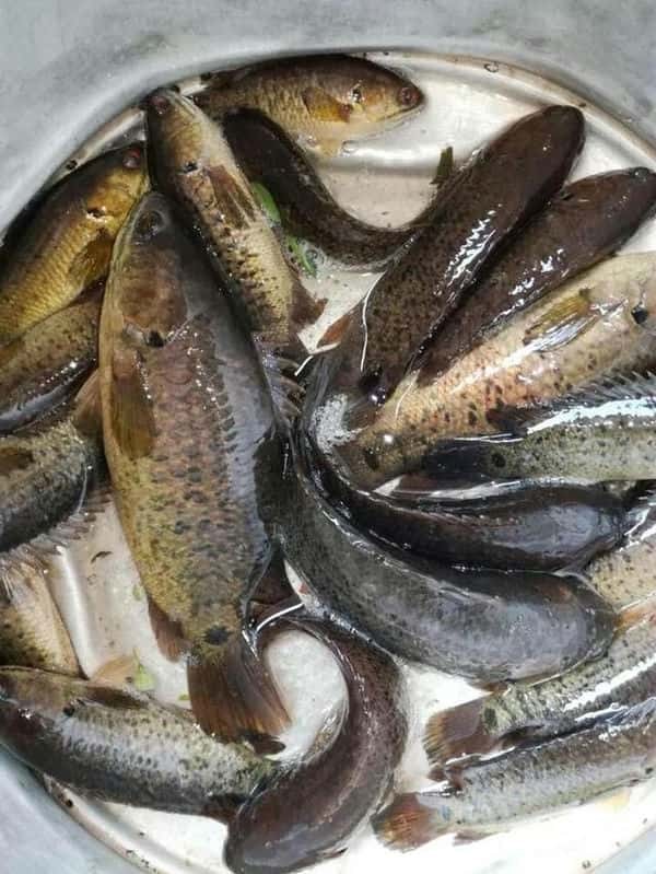 过山鲫是一种什么鱼(过山鲫鱼是什么样的鱼品种)