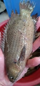 ​过山鲫是一种什么鱼（过山鲫鱼是什么样的鱼品种）