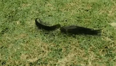 过山鲫是一种什么鱼(过山鲫鱼是什么样的鱼品种)