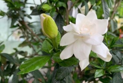 ​栀子花种植方法与技巧，5步学到手，年年开花不是事