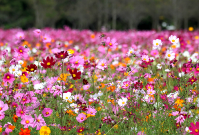 ​十个字祝福语