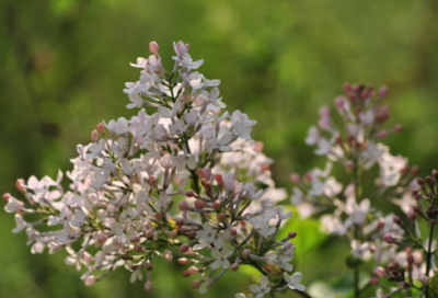 ​鼠年快乐祝福语