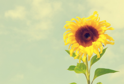 ​重阳节祝福短信（精选40句）