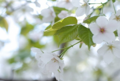 最美的祝福话语