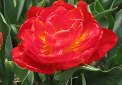 感谢父母生日祝福语