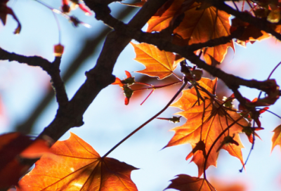 ​带恋爱的网名大全