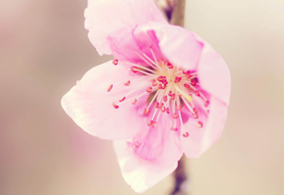 ​春分的經典俗语和祝愿(精选84句)