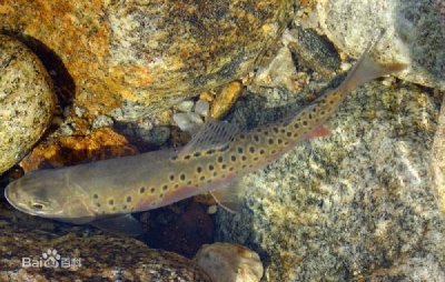 ​封型冷水鱼细鳞鲑