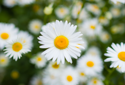 ​简短情人节祝福朋友圈说说40句精选