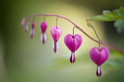 ​英语贺卡祝福语生日60句