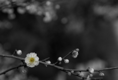 ​重阳节给老年人的经典祝福语