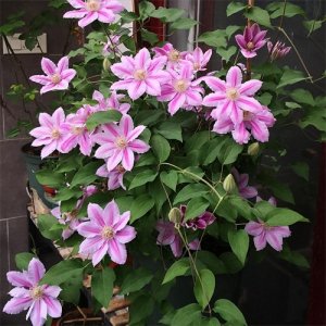 ​9种“美人花”，花中“俏姑娘”，今生养一盆，一次就爱上