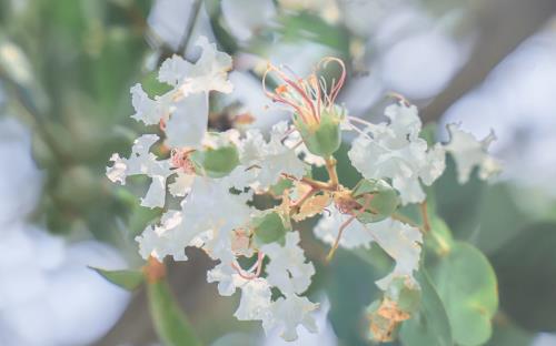 节日祝福语高情商句子?