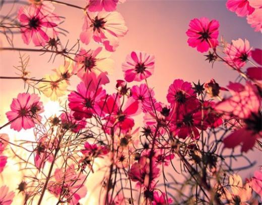 晚安心语简短一句话