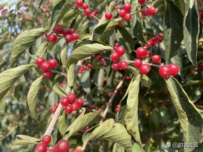 ​王维的红豆生南国，是春来发几枝，还是秋来发故枝？