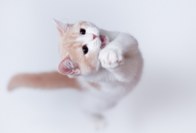 ​吉祥大气的玩具店名字230个，玩具店名字大全好听有创意