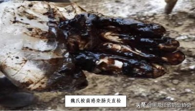 ​奶牛魏氏梭菌病的症状和防治