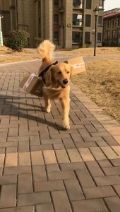 ​为什么农村老人说“狗来富”？源于这6种说法