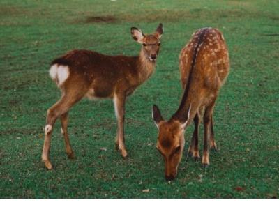 写给未来婆婆的祝福语