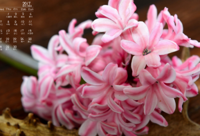 ​新年家人祝福语好句