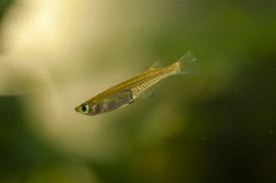 ​鱼类百科之青鱂鱼(观背青鳉)