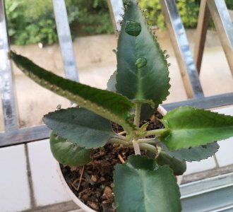 ​植物中的负子蟾