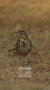 ​红树林之鸟种之二十三：树鹨