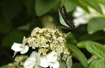 ​扬州琼花开啦