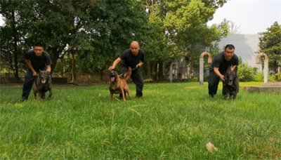 ​不惧高温“犬”力以赴保平安