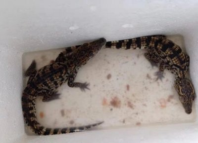 ​29年前，暹罗鳄被认为已经灭绝，如今在大连垃圾堆中被发现