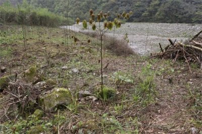 ​树种小科普 | 造景佳品灯台树